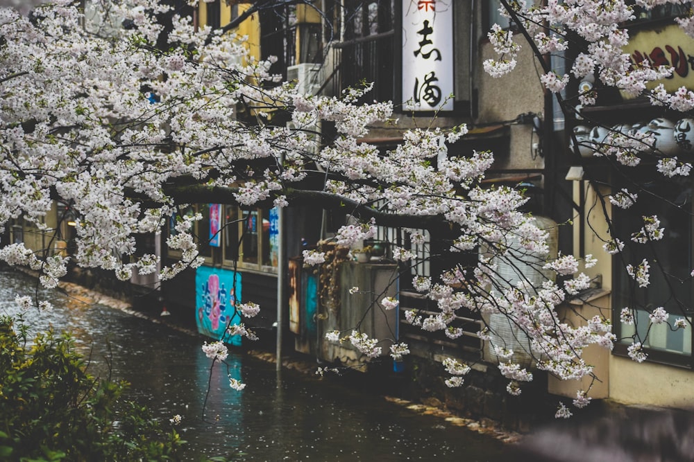 photography of white blossoms