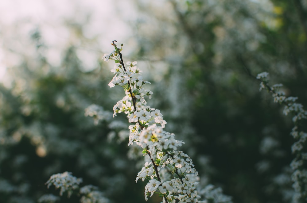 weiße Blütenpflanze