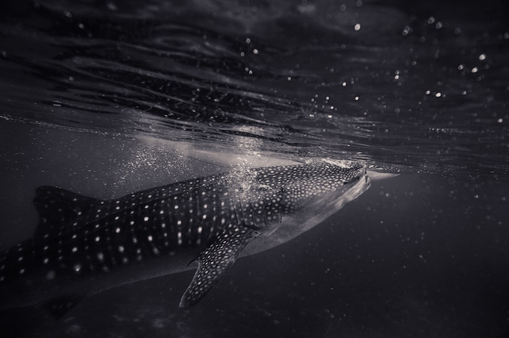 Foto en escala de grises de la ballena