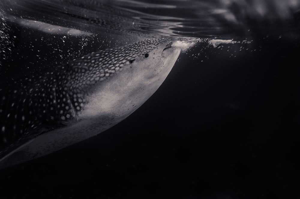gray fish under water