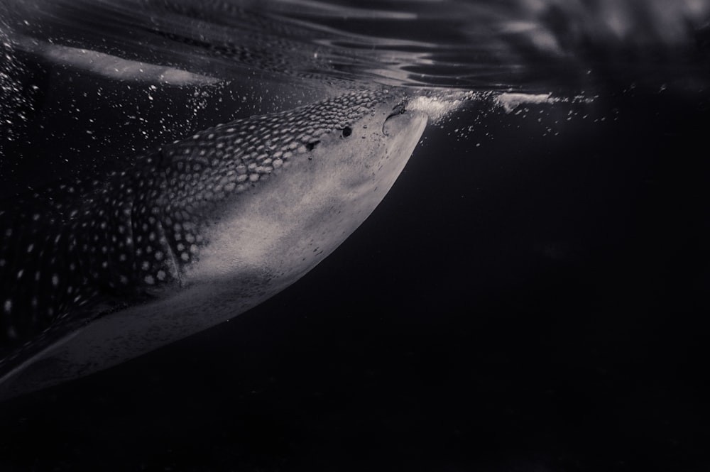 peces grises bajo el agua