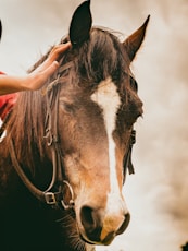selective focus photography of brown horse with halter