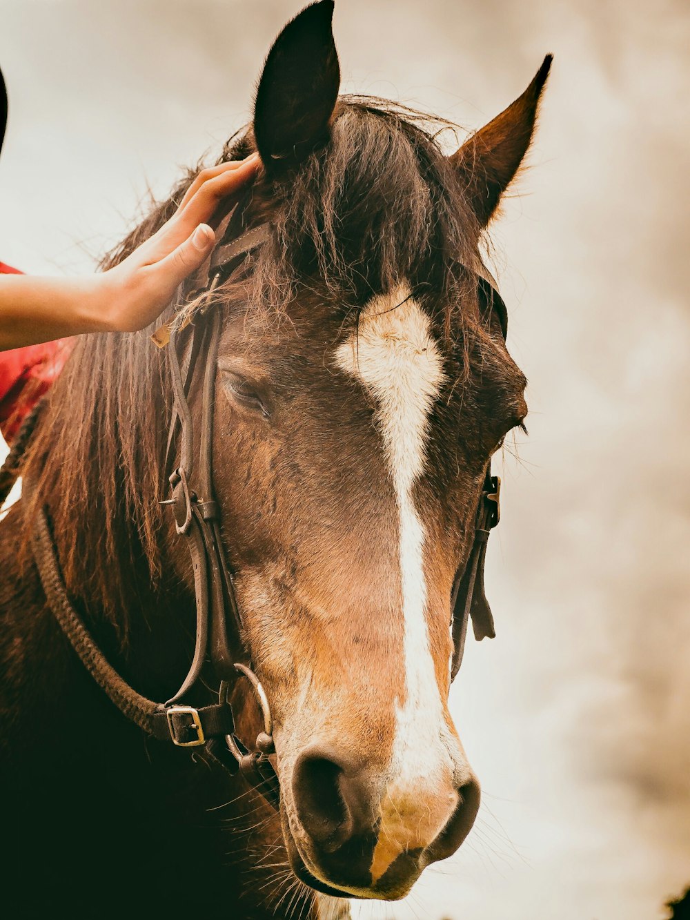 Selektive Fokusfotografie eines braunen Pferdes mit Halfter