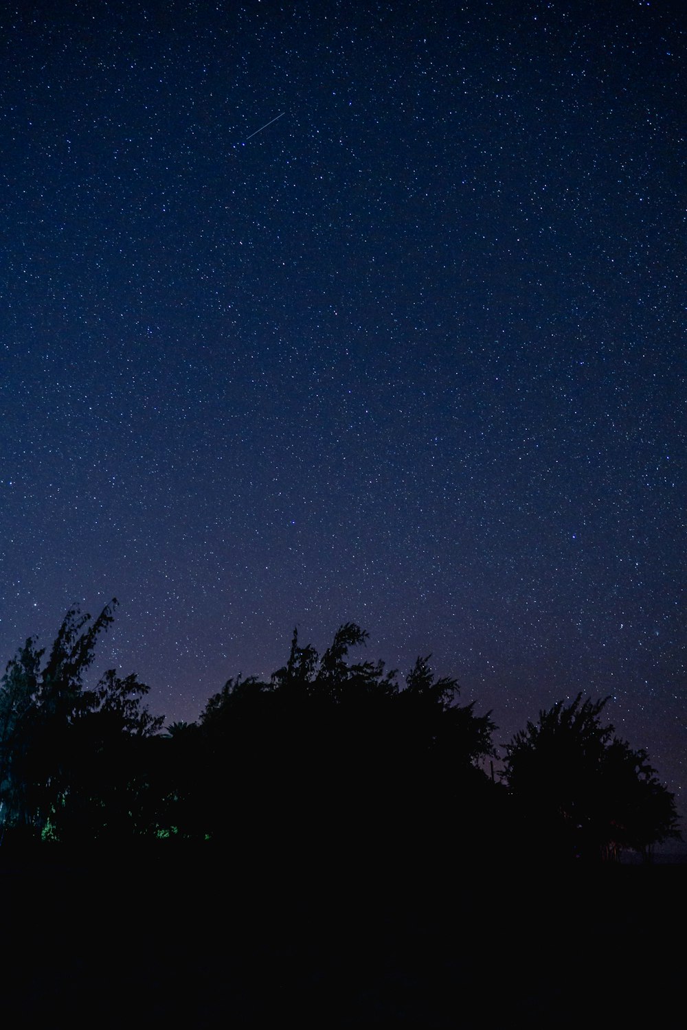 trees under blue starry night