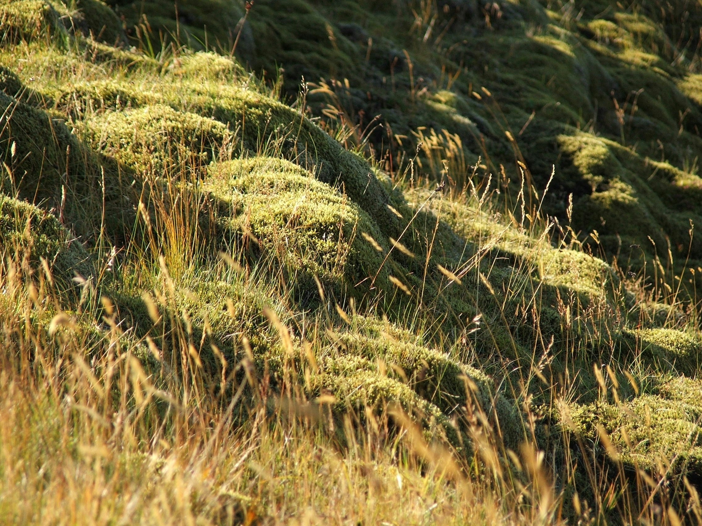 Free Unsplash photo from Daniel Sperl