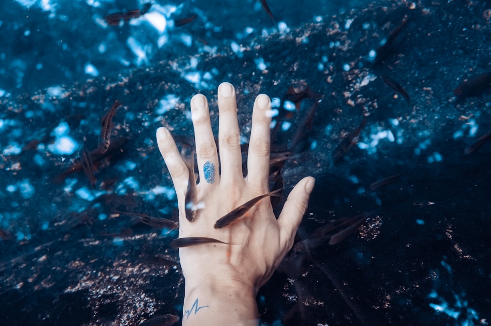 left human hand surrounded black pet fish