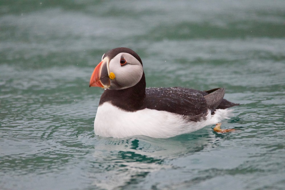 水域で泳ぐツノメドリの鳥