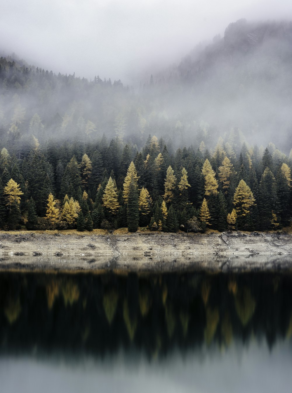 árvores refletindo no corpo d'água