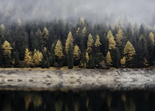 trees reflecting on body of water