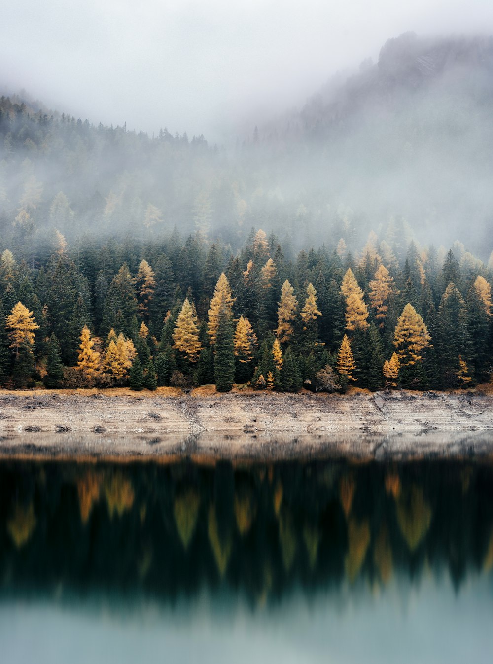 View on a coniferous forest across a lake