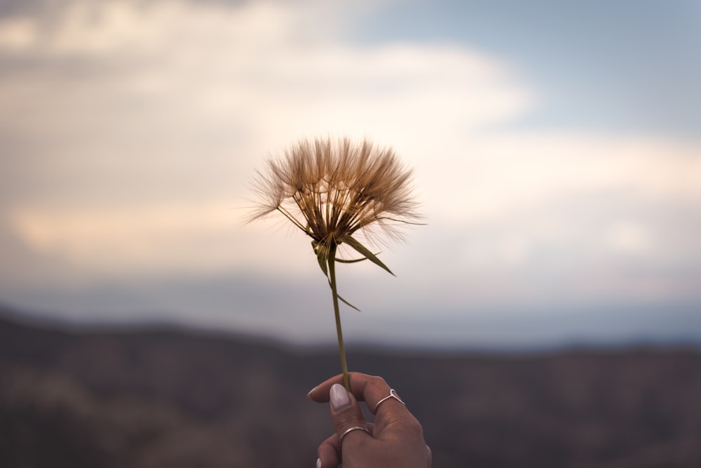 person holding brown dandelion flower