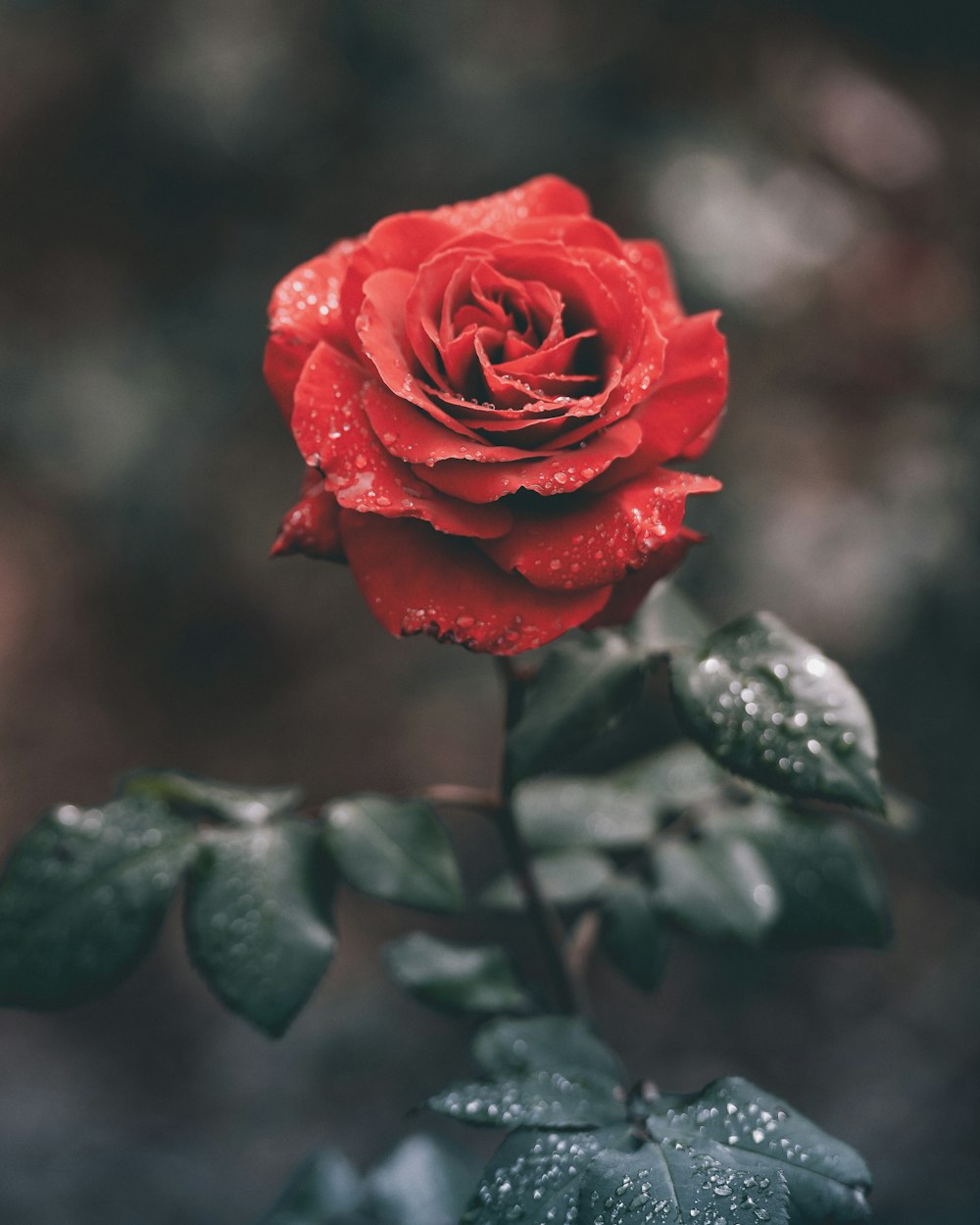 Rose Wallpapers: Free HD Download [500+ HQ]