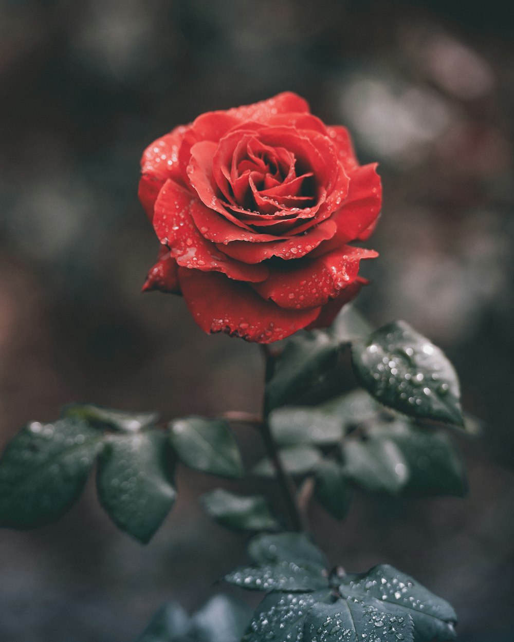red rose with droplets