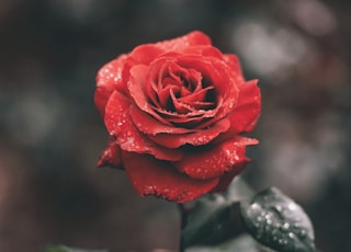 red rose with droplets