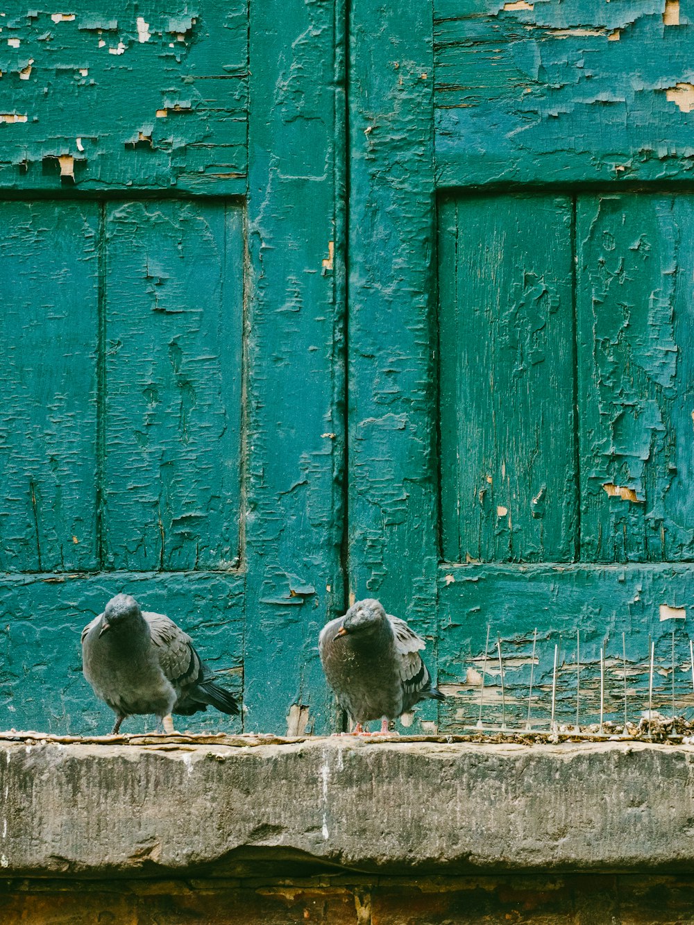 회색 콘크리트 표면에 두 마리의 회색 비둘기의 근접 촬영 사진