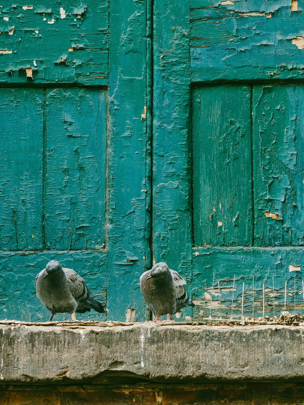 photo en gros plan de deux pigeons gris sur une surface en béton gris