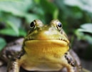 closeup photography of a frog