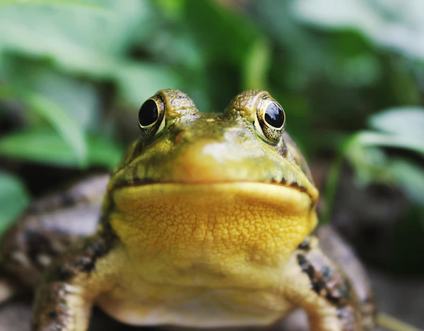 カエル