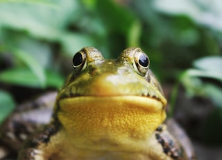closeup photography of a frog