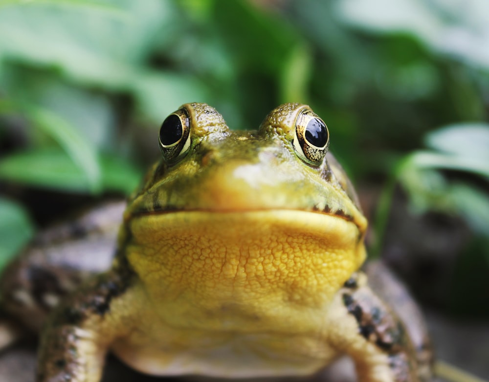 Photographie en gros plan d’une grenouille