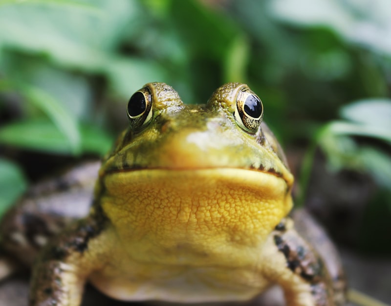 A bright green tree frog