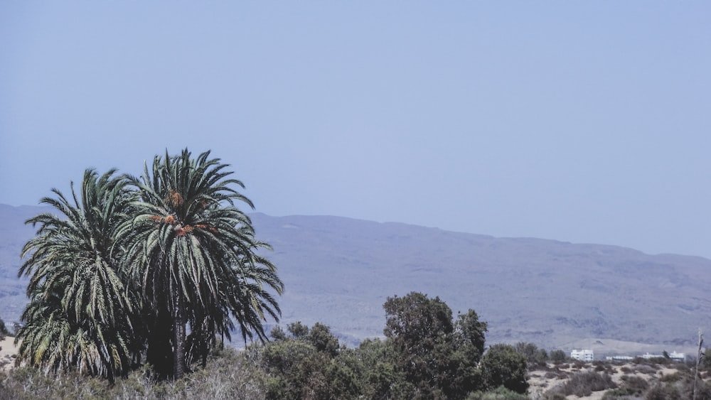 green palm tree under blue sky during daytime