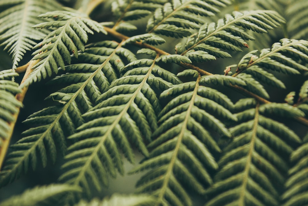 closeup photo of green leafed tree