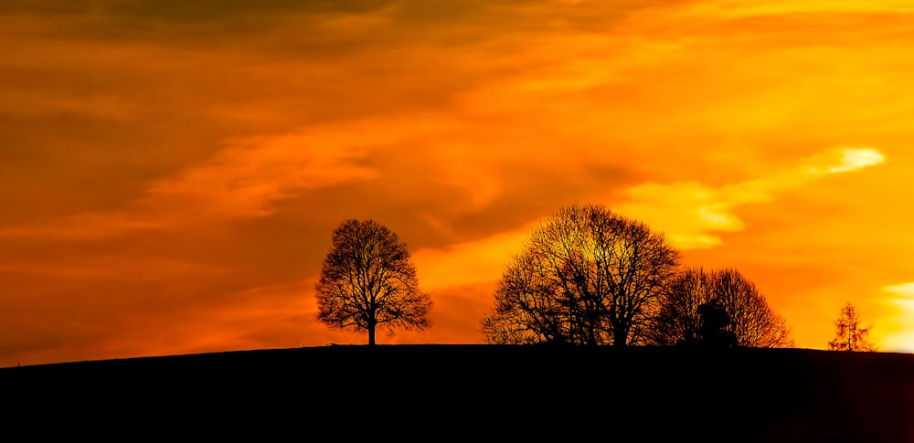 trees silhouette during sunset