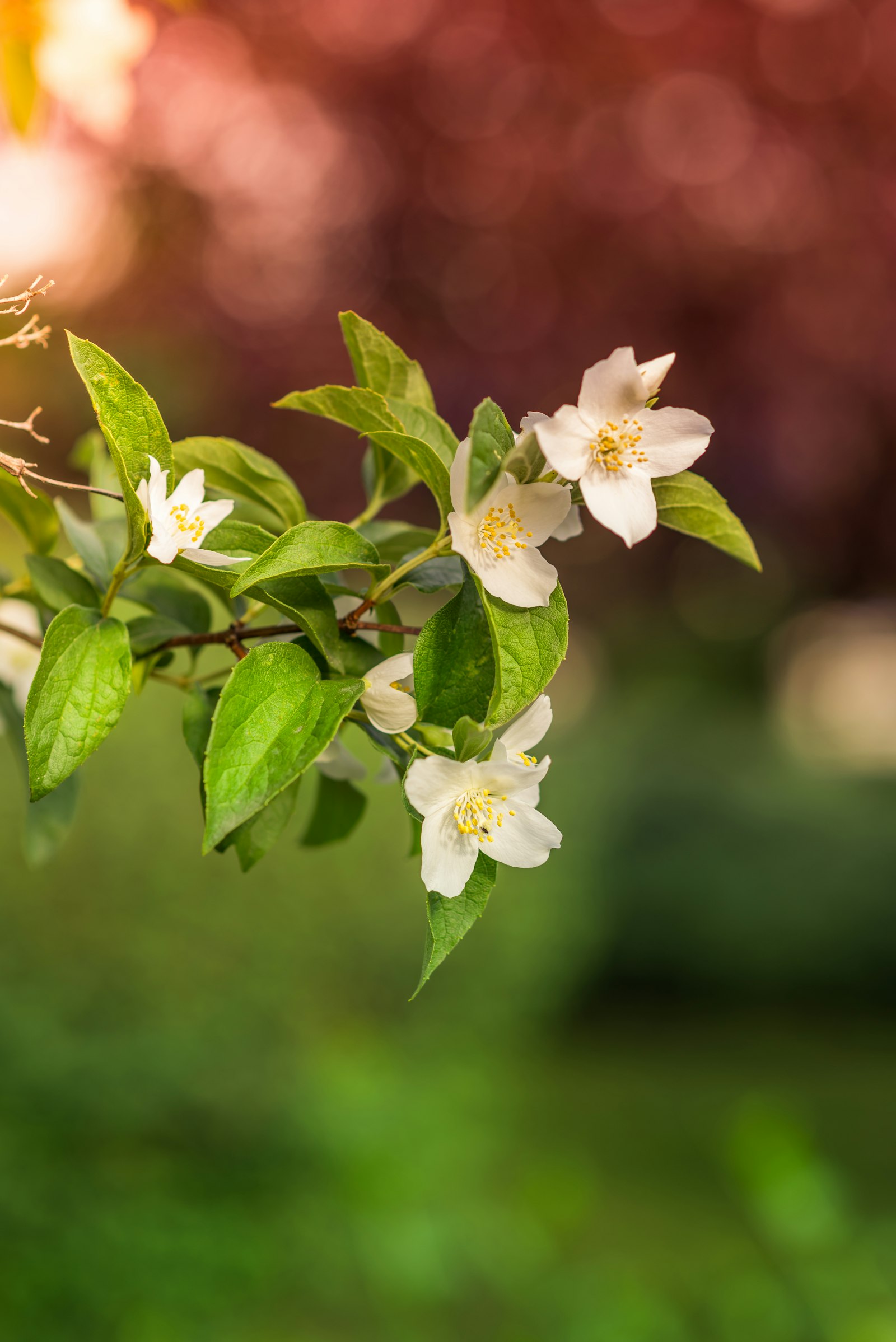 Nikon D810 + Nikon AF-S Nikkor 85mm F1.8G sample photo. Closeup photo of white photography