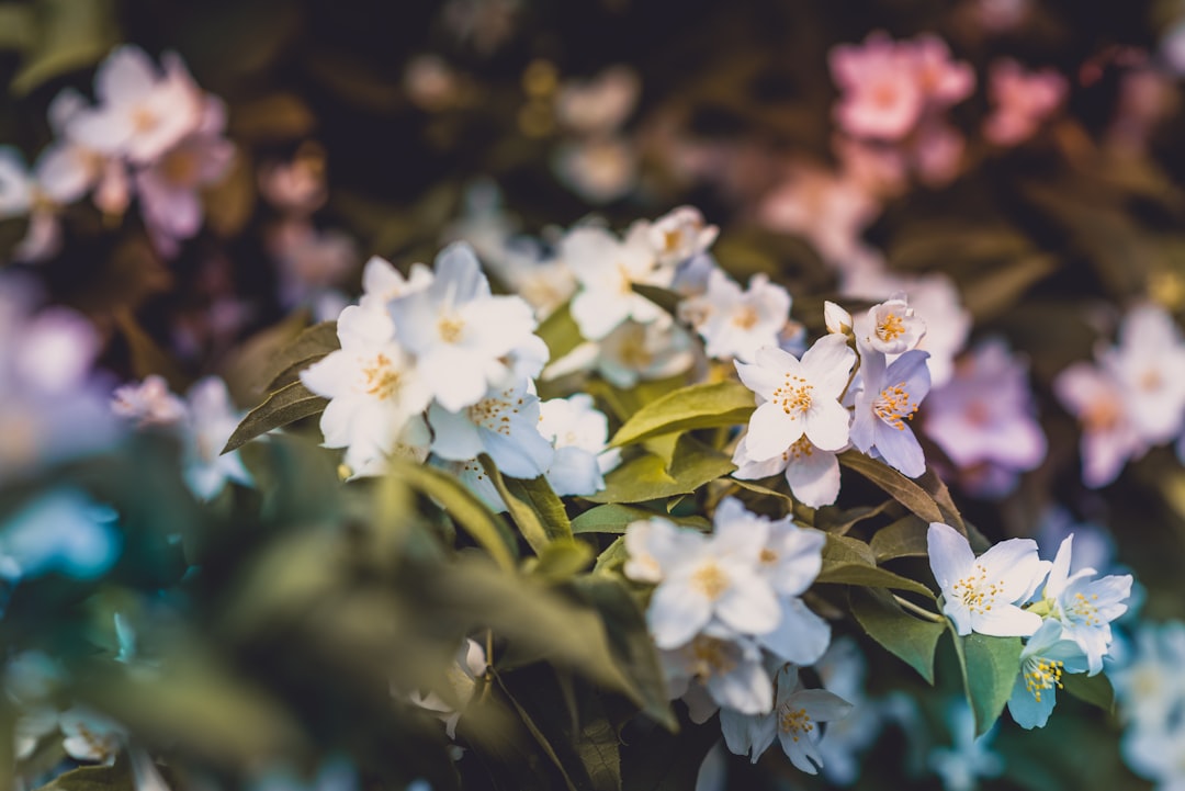 macro shot of white flowers