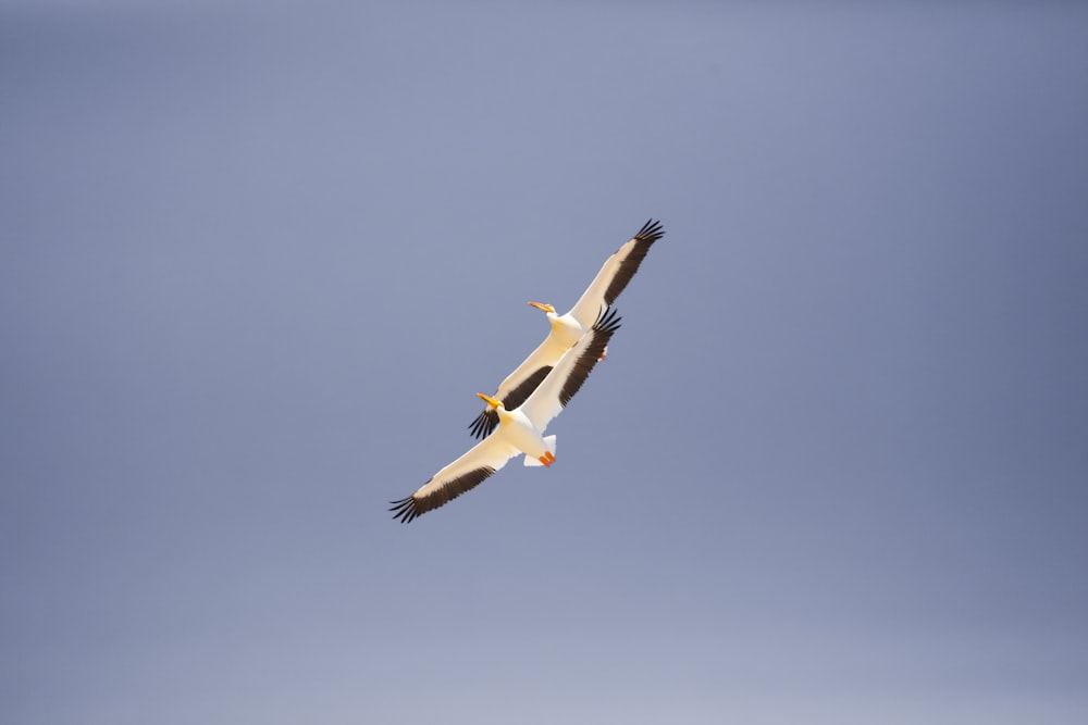 two white-and-black birds flying