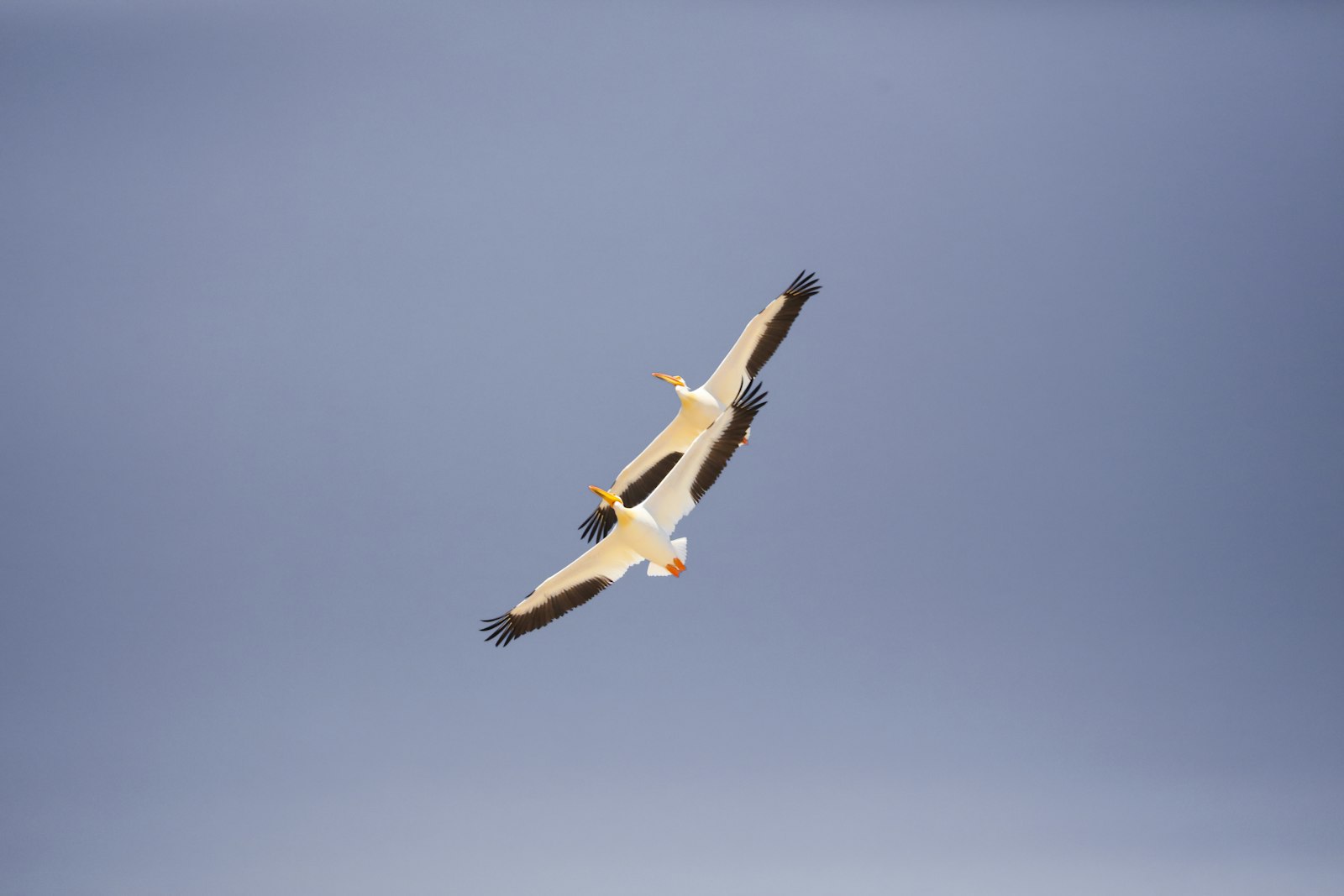 Canon EF 100-400mm F4.5-5.6L IS II USM sample photo. Two white-and-black birds flying photography