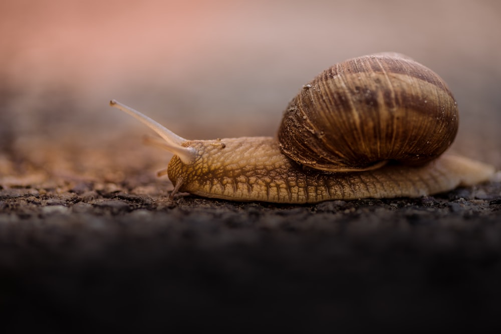 Brown snail in its shell slowly inches across the asphalt