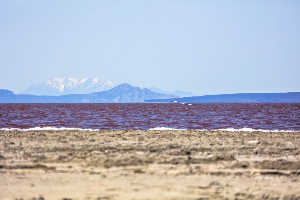 brown field near body of water during daytime