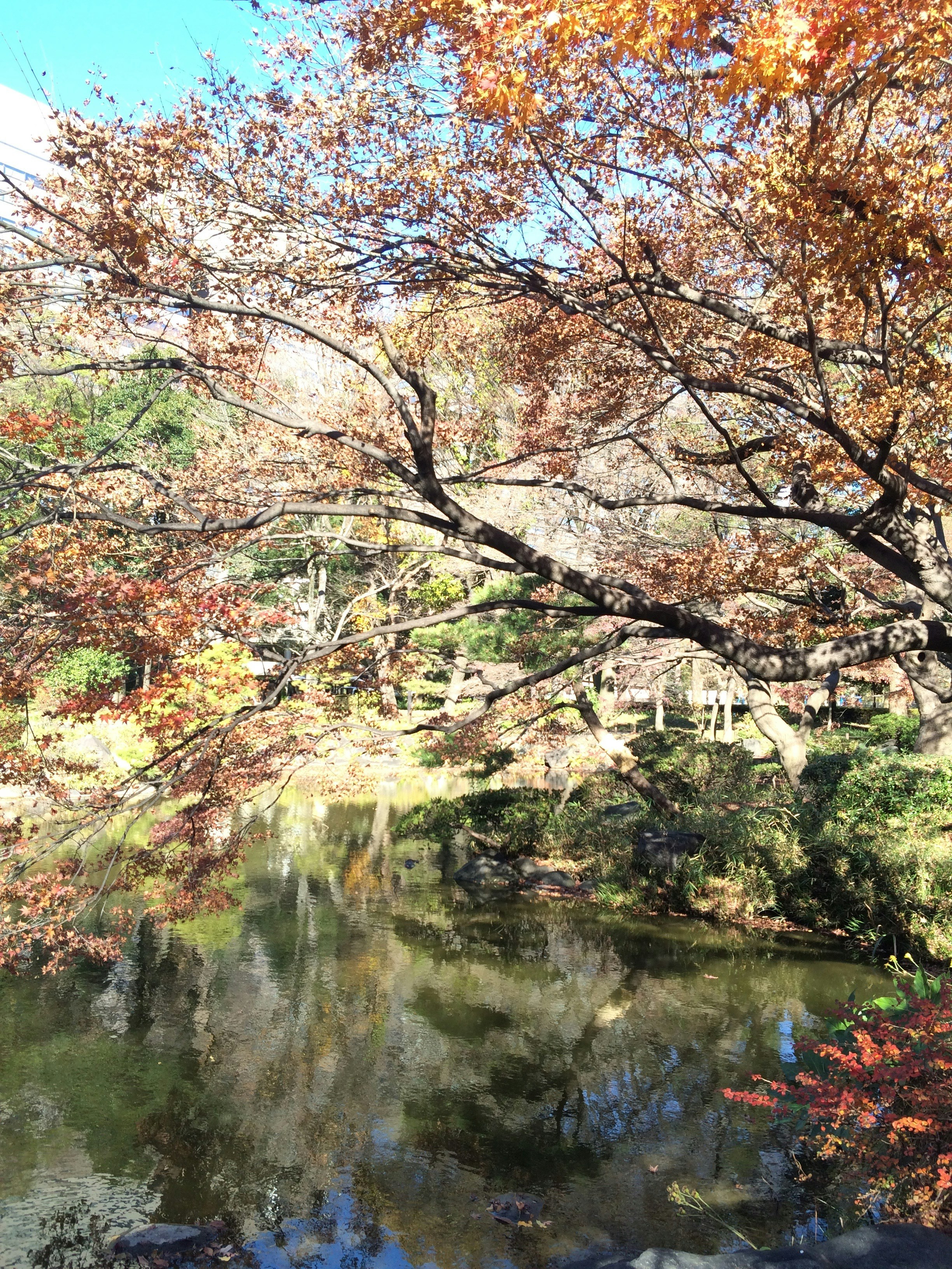 Free Unsplash photo from Asim Miyazaki