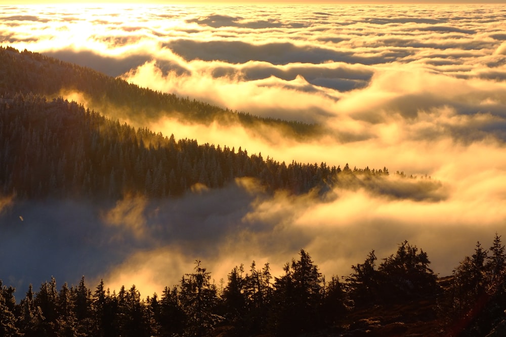 pine trees surrounded by clouds