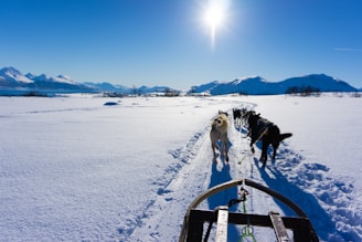 A team of Alaskan Malamutes pulling a sled across a frozen lake under a clear blue sky.