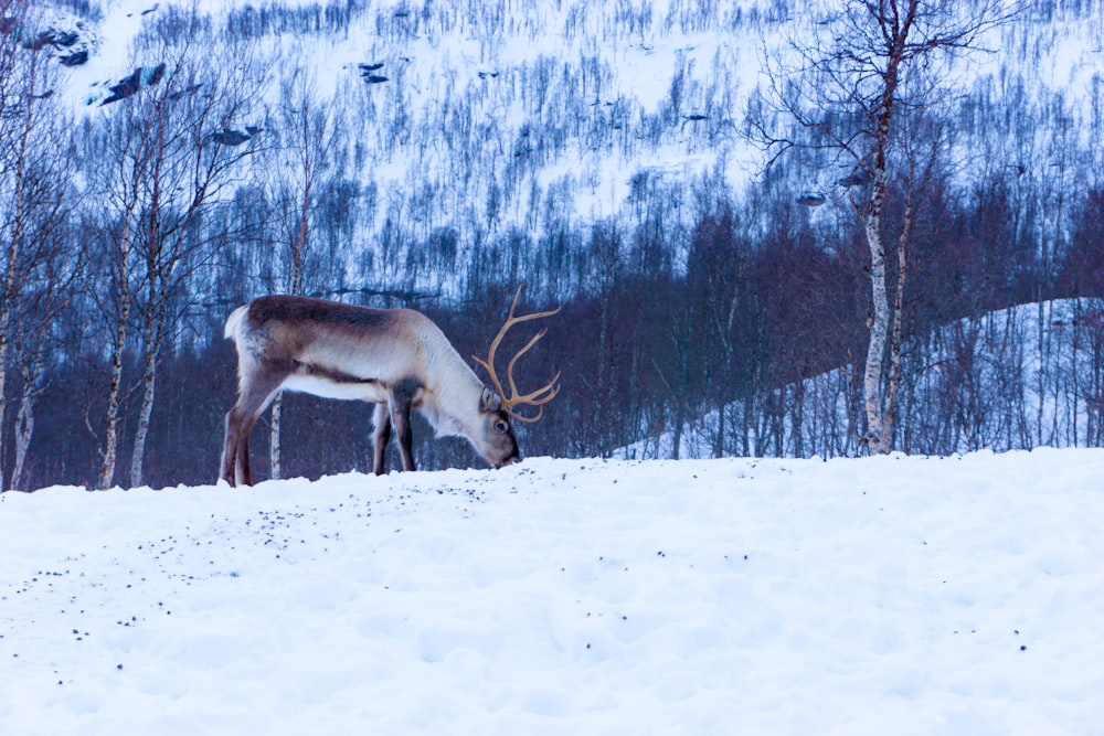 white and black deer on snow field