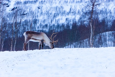 white and black deer on snow field reindeer teams background