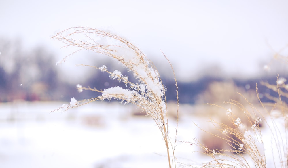 white plant in close up photography