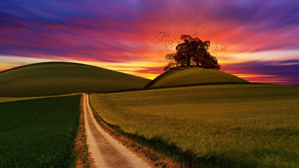 photo of rough road in between grasses