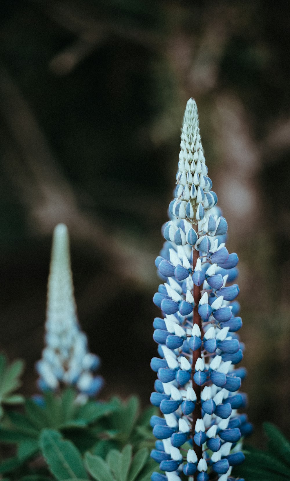 Oberflächliche Fotografie von violetten Blüten