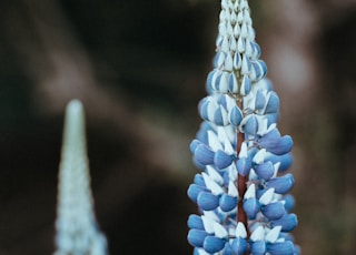 shallow photography of purple flowers