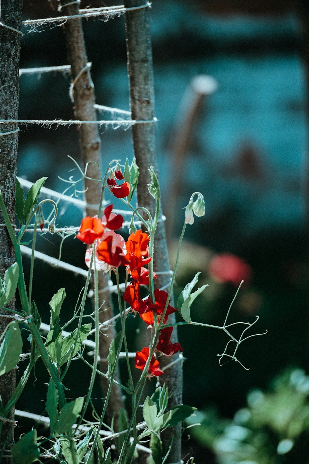 foto de closeup de flores de pétalas vermelhas