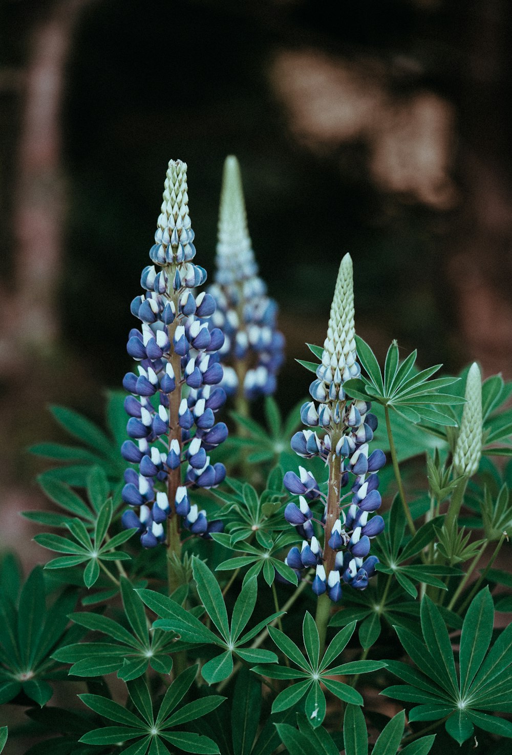 purple flowers