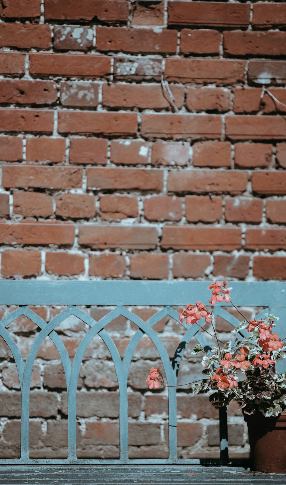 flowers beside fence