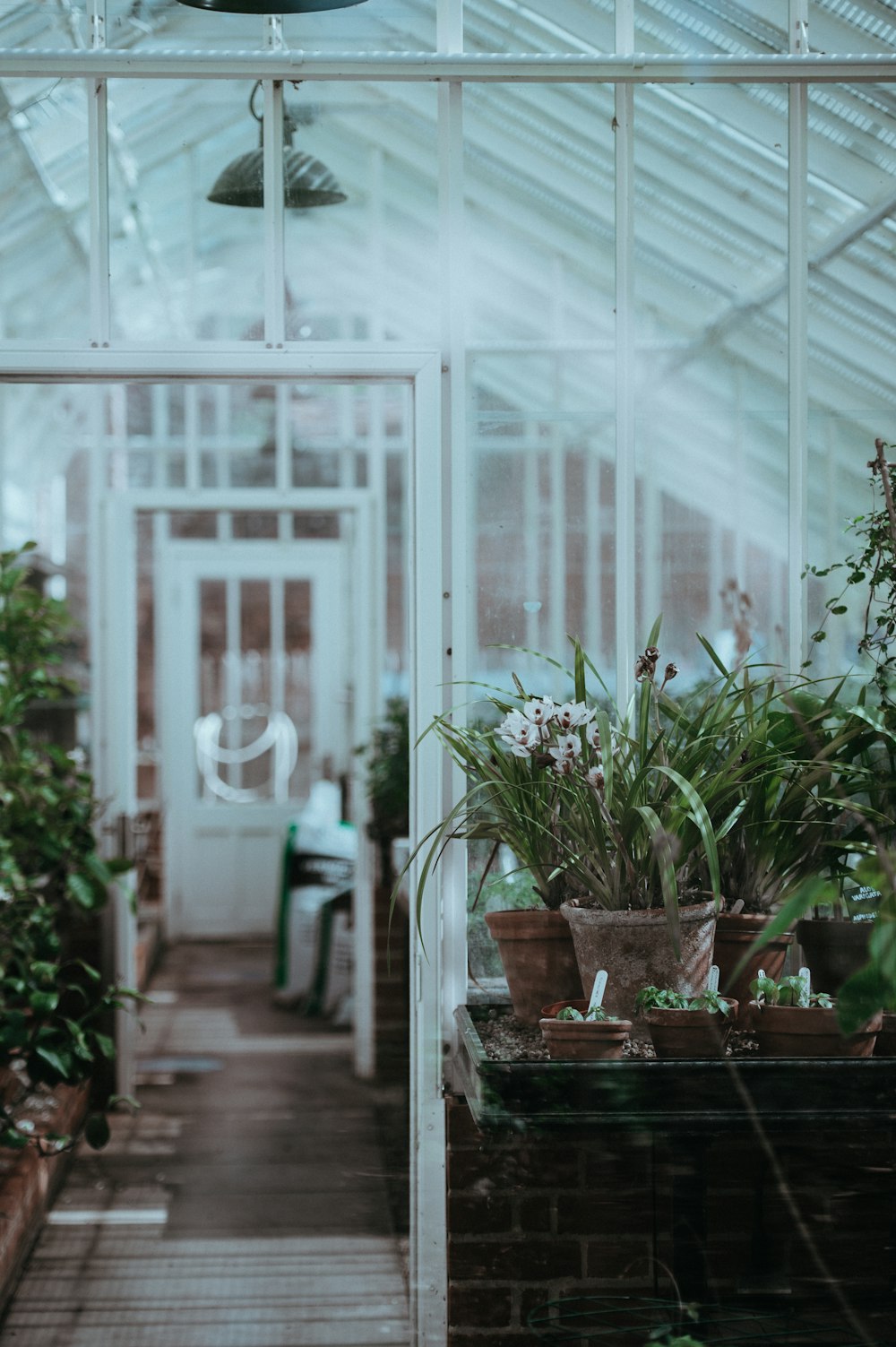 Plantas verdes dentro del invernadero