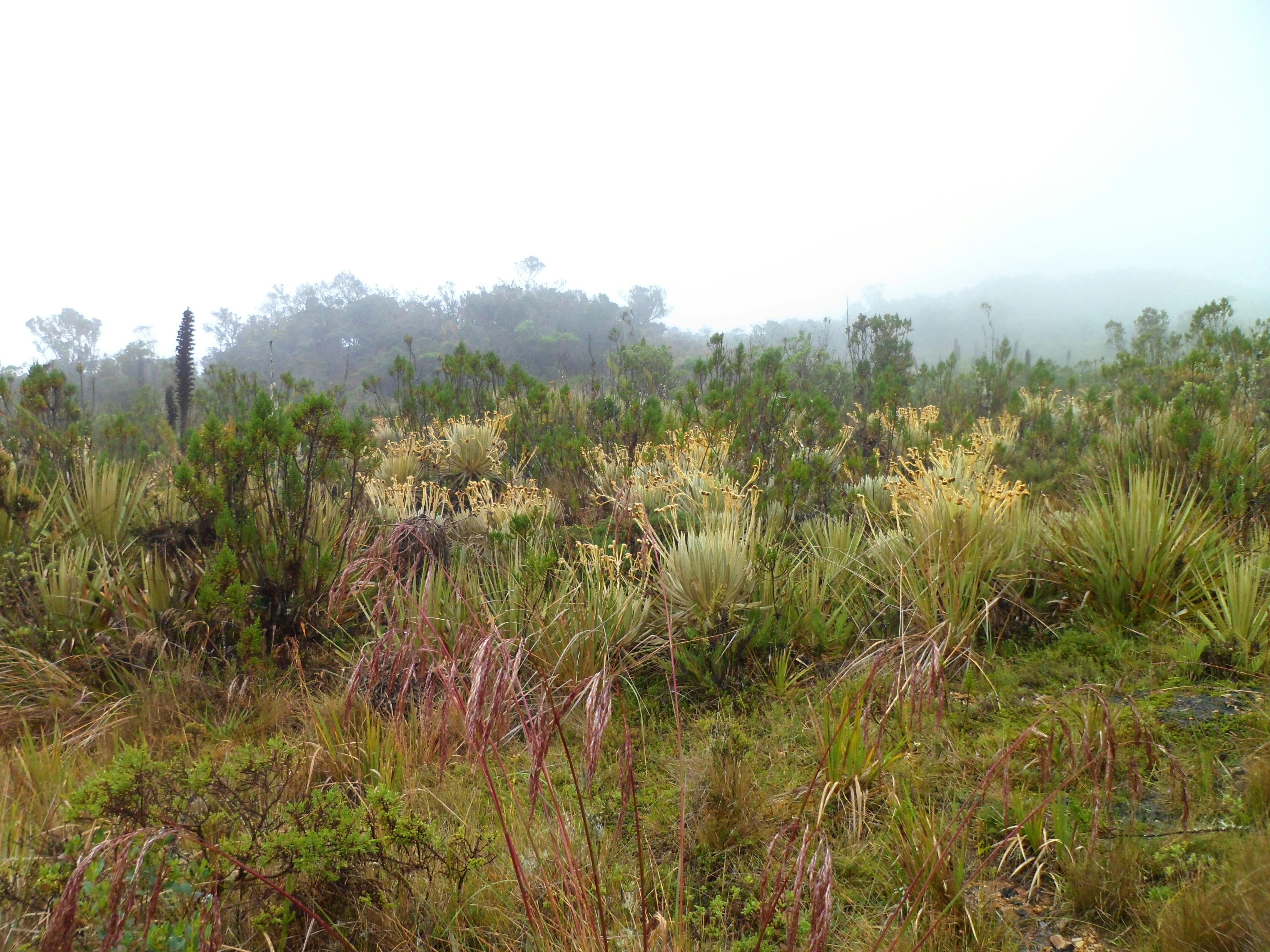 Free Unsplash photo from Asdrubal Romero