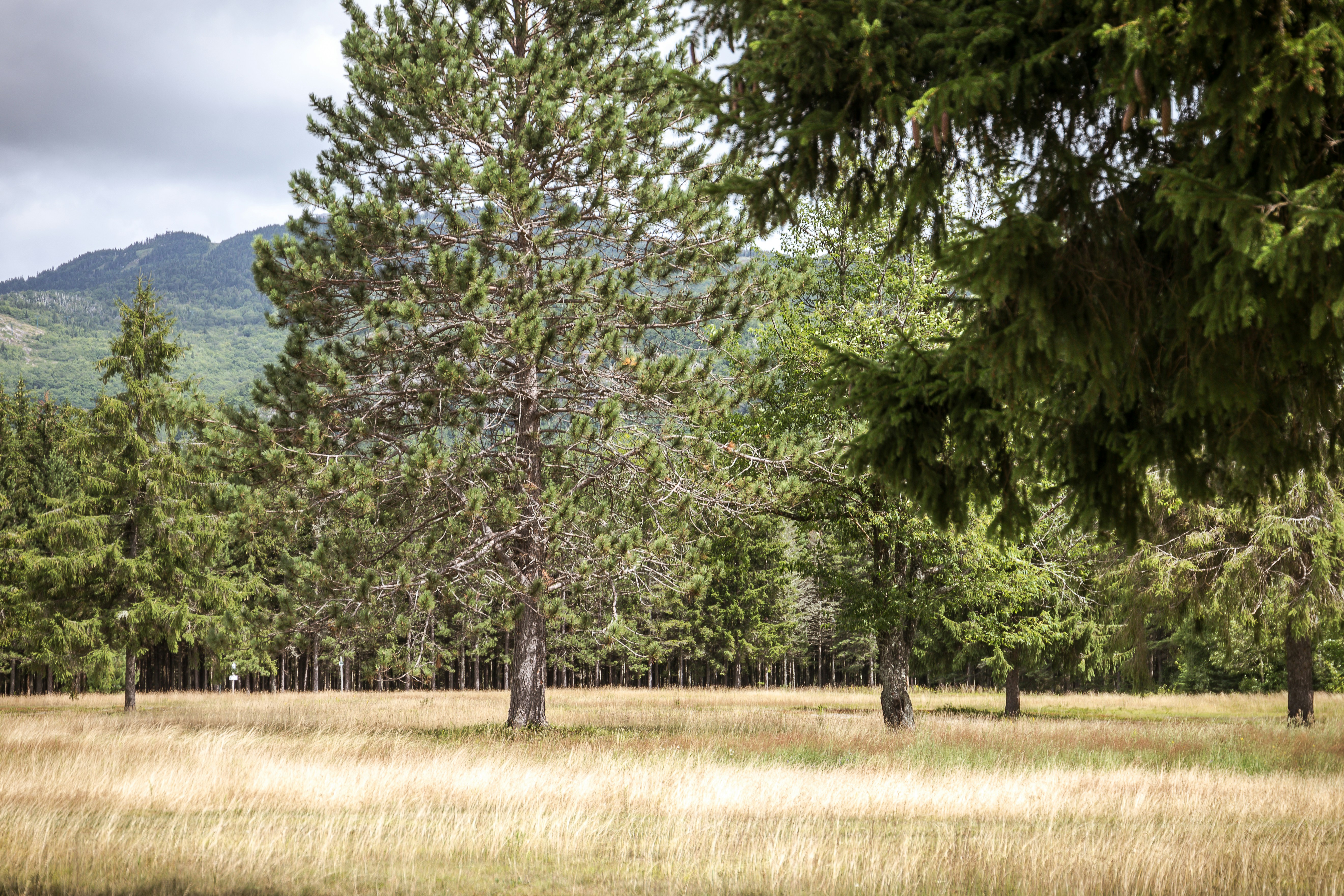 Free Unsplash photo from DOMINIQUE BLANCHARD