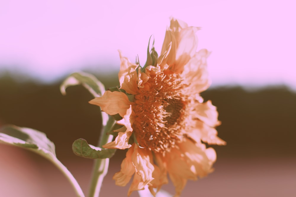 Foto de flor de pétalos marrones en flor